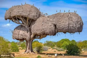 معماری خلاقانه؛ رو درخت با پنبه و خلال دندون خونه ساختن بیضی و اعیونی خرس نخورتش