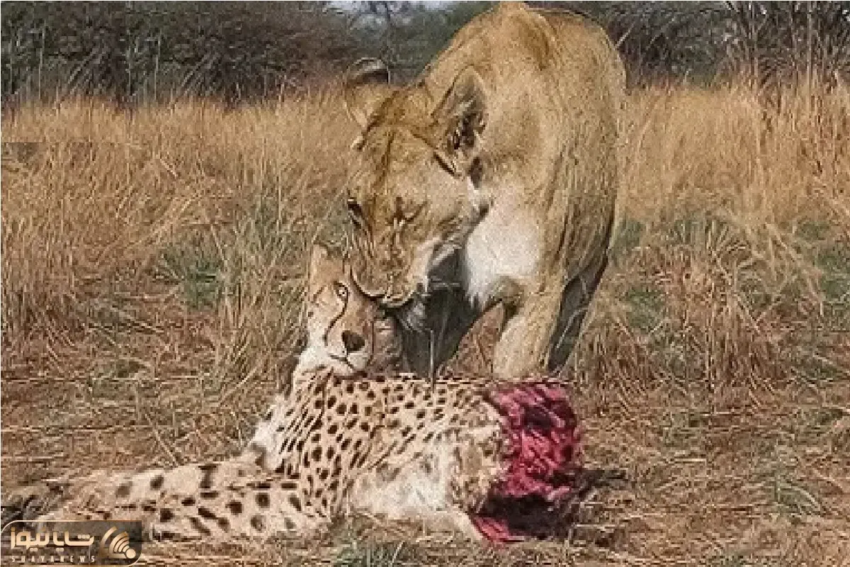 مستند حیات وحش؛  اتحاد محض شیرها برای غلبه بر پلنگ مسلول
