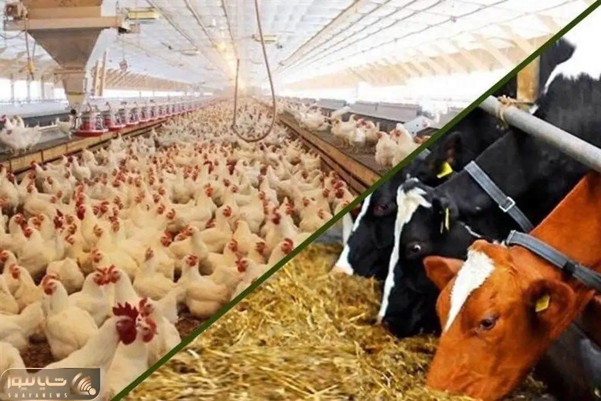 قیمت دام زنده یکشنبه 3 خرداد