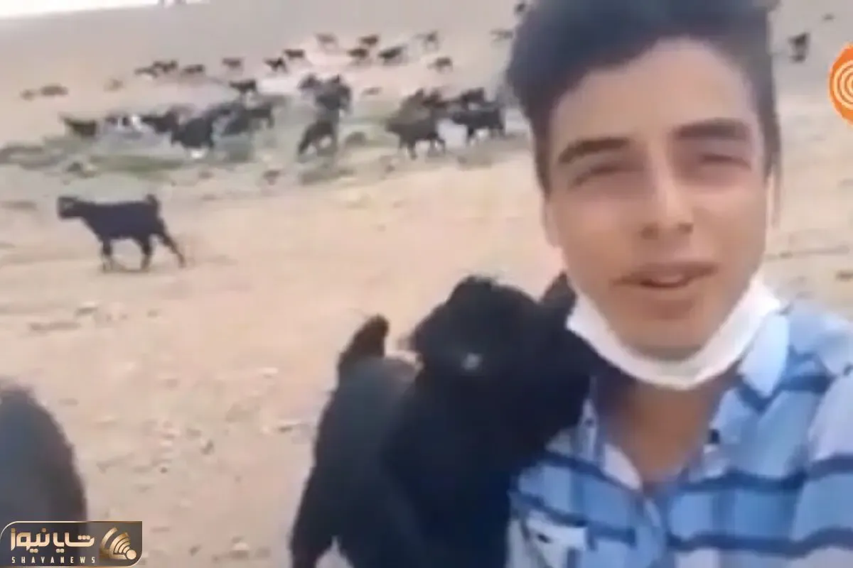 آواز احساسی؛ پسر چوپان عشقشو شوهر دادن تو صحرا هرگز نمیشد باورم خوند بُز دلداریش میده