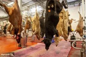 فرآوری گاو؛ گاو رو پروار کردن و حسابی ازش بهره کشی کردن درسته چرخش میکنن واسه کباب