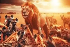 مستند حیات وحش؛ شیرها؛ کفتارها