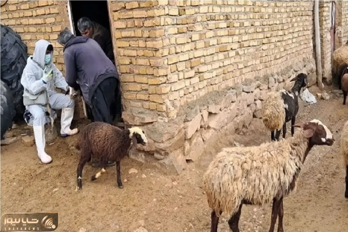 قیمت دام زنده امروز 3 خرداد ۱۴۰۵ + جدول