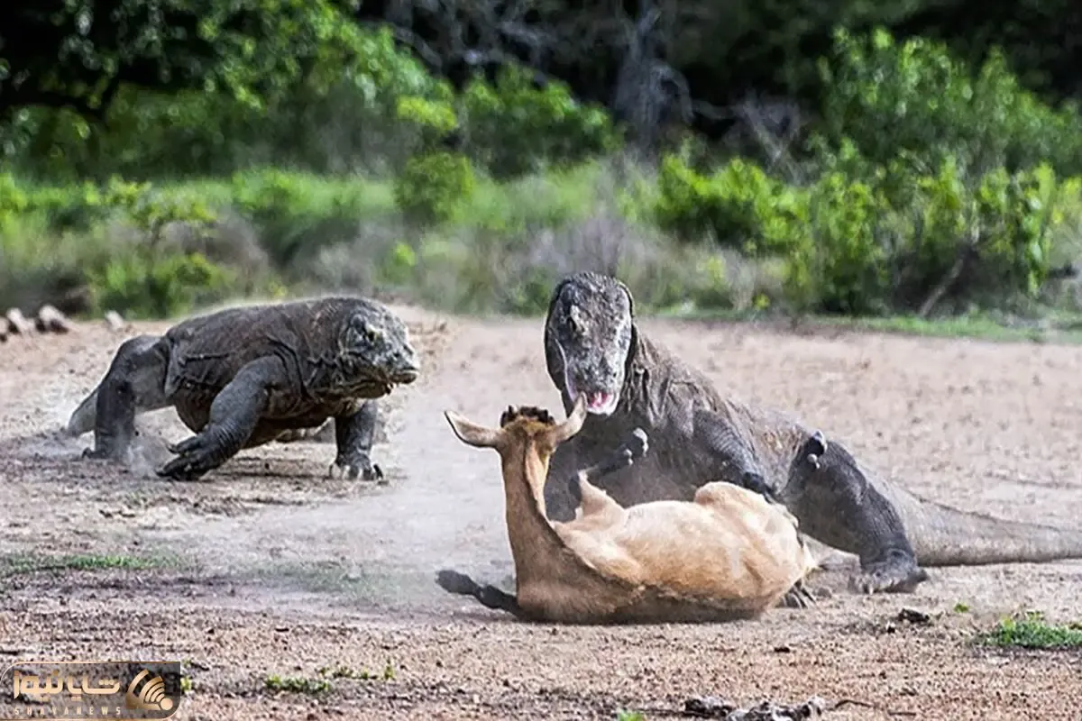 از جذابیت های حیات وحش؛ اژدهای کومودو گوزن رو کشون کشون بردن به قتلگاه کارش رو ساختن