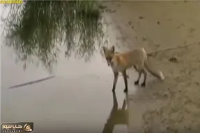 مستند کاوش؛ حقه بازی روباه مکار برای دزدیدن ماهی