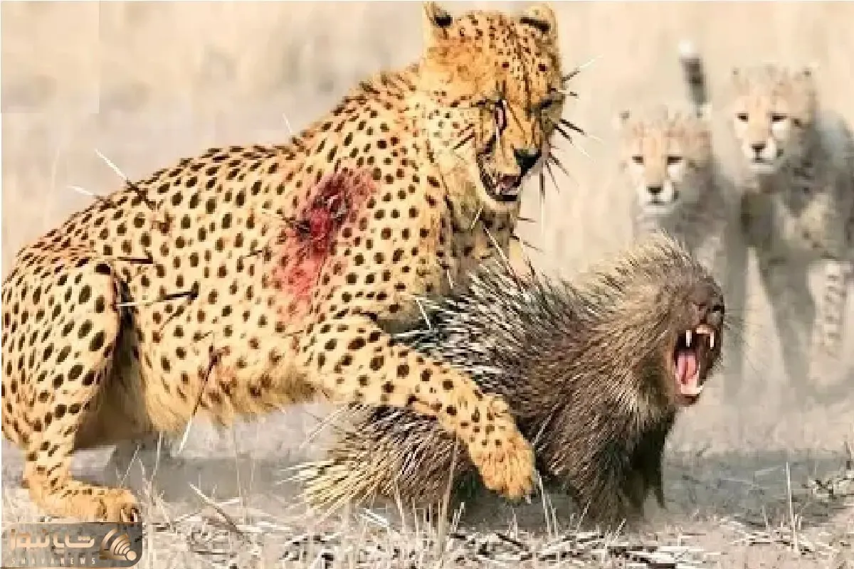 مستند حیات وحش / حمله سرعتی پلنگ به جوجه تیغی بادشو خالی میکنه