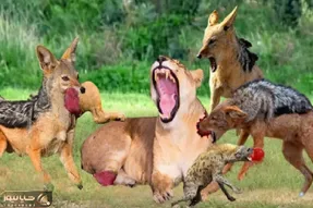 مستند حیات وحش؛ شیر؛ شغال ها