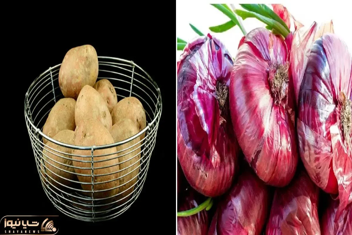 چرا سیب‌ زمینی و پیاز همیشه جوونه میزنن؟/ روش‌ های ساده و طبیعی جلوگیری از جوونه زدن