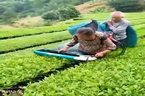 کشاورزی نوین؛ دستگاه هرس چای ساختن کیسه دار دو کاربره مزرعه 1000 هکتاری رو نونوار کرد