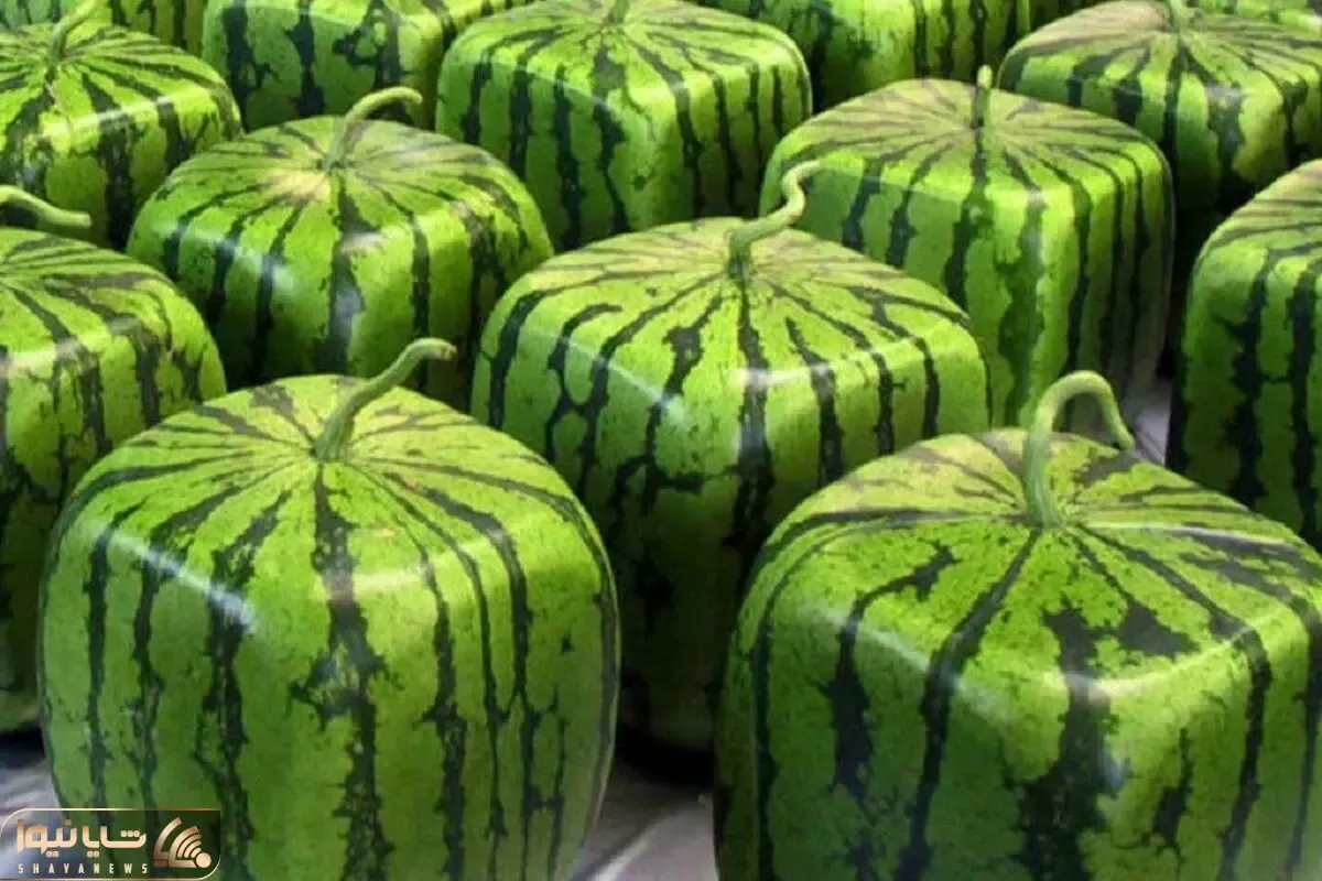 کشاورزی نوین؛ چجوری هندوانه مربعی پرورش بدیم؟ روش جدید کاشت هندونه در ژاپن