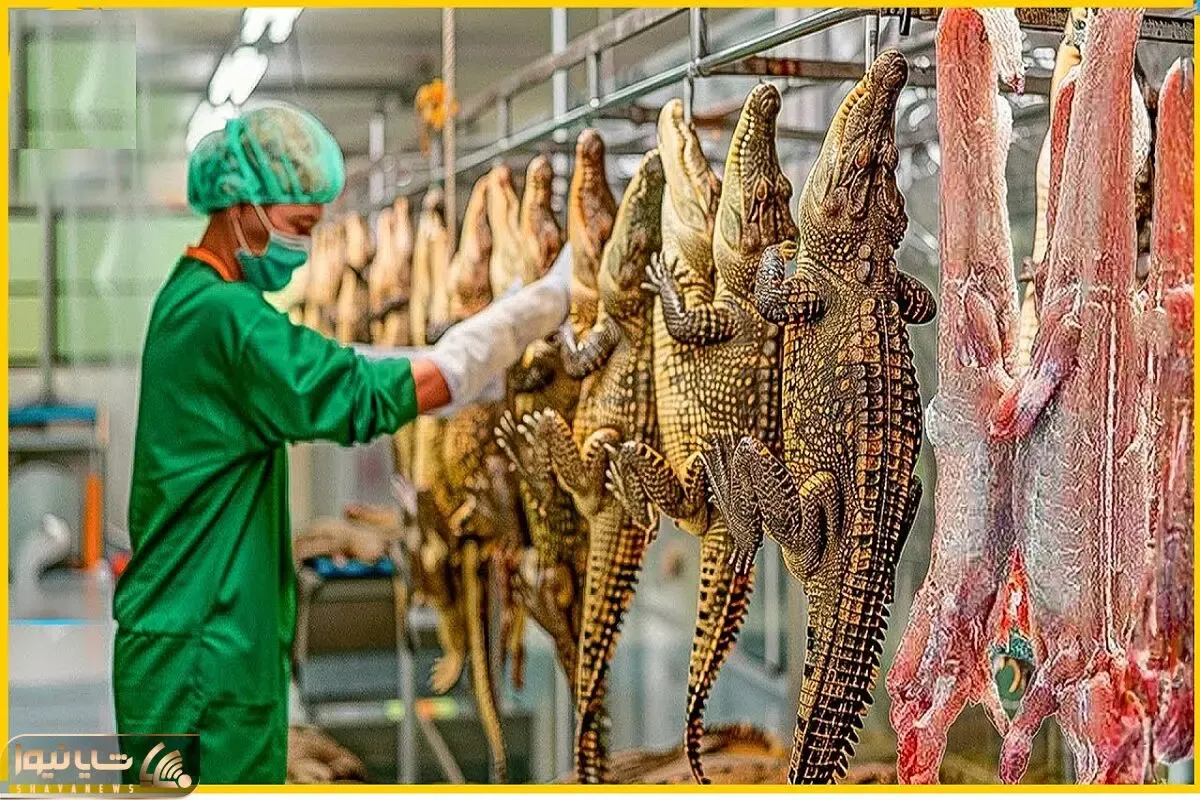فرآوری کروکودیل؛ تمساح پروار شد پوستشو سالم درمیارن تا بشه کاپشن خودشم فویل پیچ میپزن