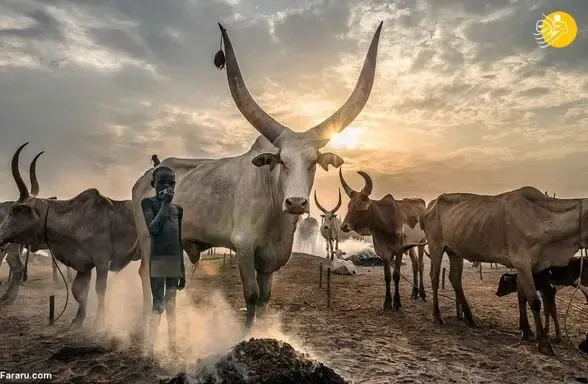 قبیله ای عاشق شیر، ادرار و مدفوع گاوها