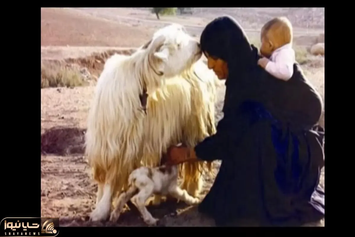 آواز احساسی؛ مسعود بختیاری با آهنگ گل ناز دارم چه سوزناک از دلتنگی و دوری یار میخونه