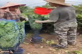 کشاورزی نوین؛ کشف روش آسون و حرفه ای برا بسته بندی گیاهان که تو اسباب کشی آسیب نبینن