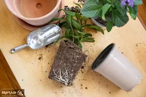 کاشت و برداشت خانگی؛ از کجا بفهمیم که کی باید خاک گلدون رو عوض کنیم؟ نشونه هاشو گفتم