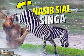 جذابیت حیات وحش؛ گورخر انقد آفتاب بالانس زد تا شیر کنه ازش جداشه