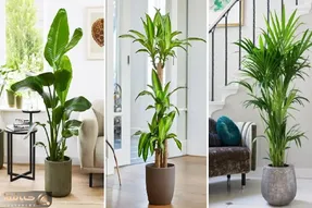 گیاهان آپارتمانی سوپر لاکچری و مقاوم / مناسب برای شیک و اعیونی نشون دادن هر خونه ای