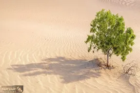 کشاورزی نوین؛ عربستان اینجوری تو بیابون هاش درخت میوه کاشت آمریکایی ها تو بهت موندن
