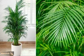 راهنمای نگهداری از نخل اریکا / شادابی و رشد سریع گیاه با رعایت نکاتی ساده