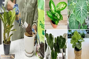 بهترین خاک برای گیاهان آپارتمانی / بمب رشد سریع و شادابی بیشتر گل هاتون، ارزان و مفید