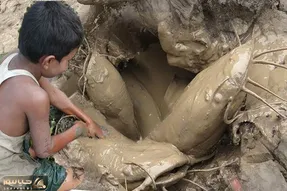 از جذابیت های حیات وحش؛ گربه ماهی درشتی که پسربچه های کله پوک از تو گل بیرون کشیدن