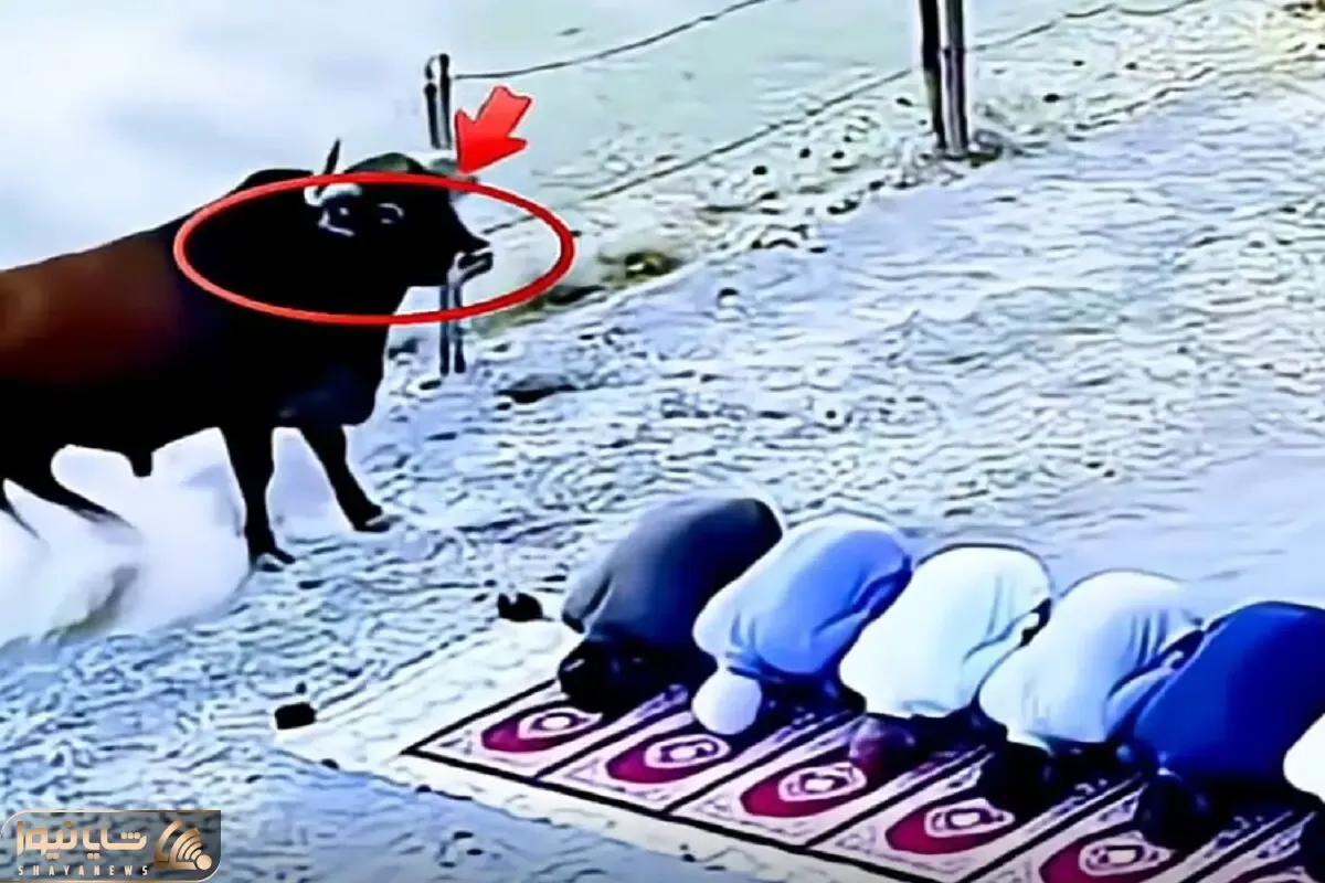 معماری طبیعت؛ گاو افسار پاره کرده نزدیک جماعت نمازخون که شد به احترامشون ترمزشو کشید