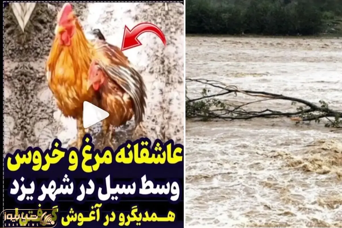 ویدیو عاشقانه یک مرغ و خروس تو سیل که وایرال شده