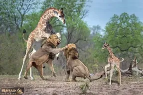 مستند حیات وحش؛ شیری که زورش به خود زرافه نرسید رفت سراغ بچه اش