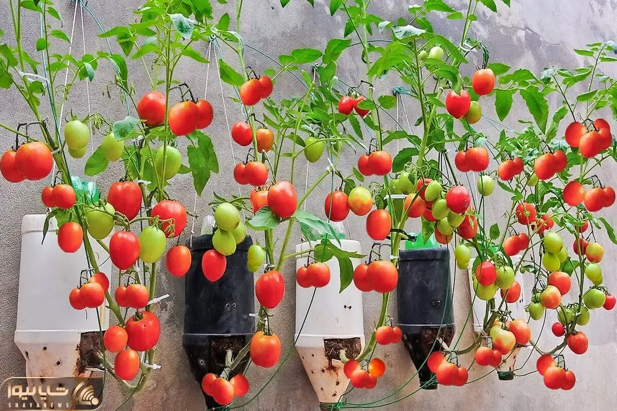 کاشت و برداشت خانگی؛ تو بطری پلاستیکی روی دیوار گوجه کاشته خروار خروار محصول داده