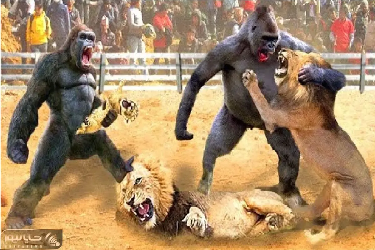 شاهکار حیات وحش؛ نزاع استراتژیک گوریل و شیر برای اثبات برتری