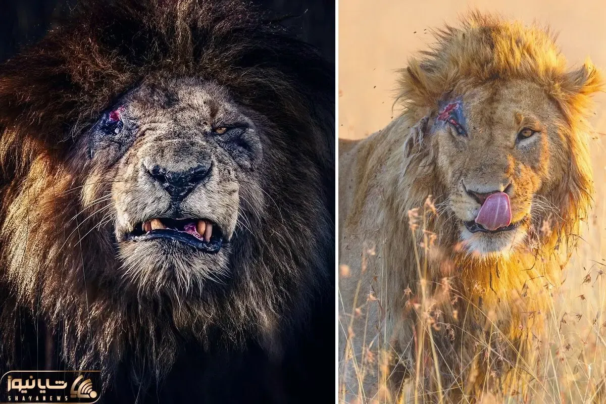 مستند حیات وحش؛ شیر صورت زخمی
