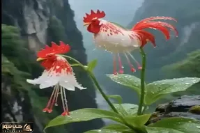کشاورزی نوین؛ با قالب و جهش دانه گل شکل خروس ساختن با بوی مرغدونی