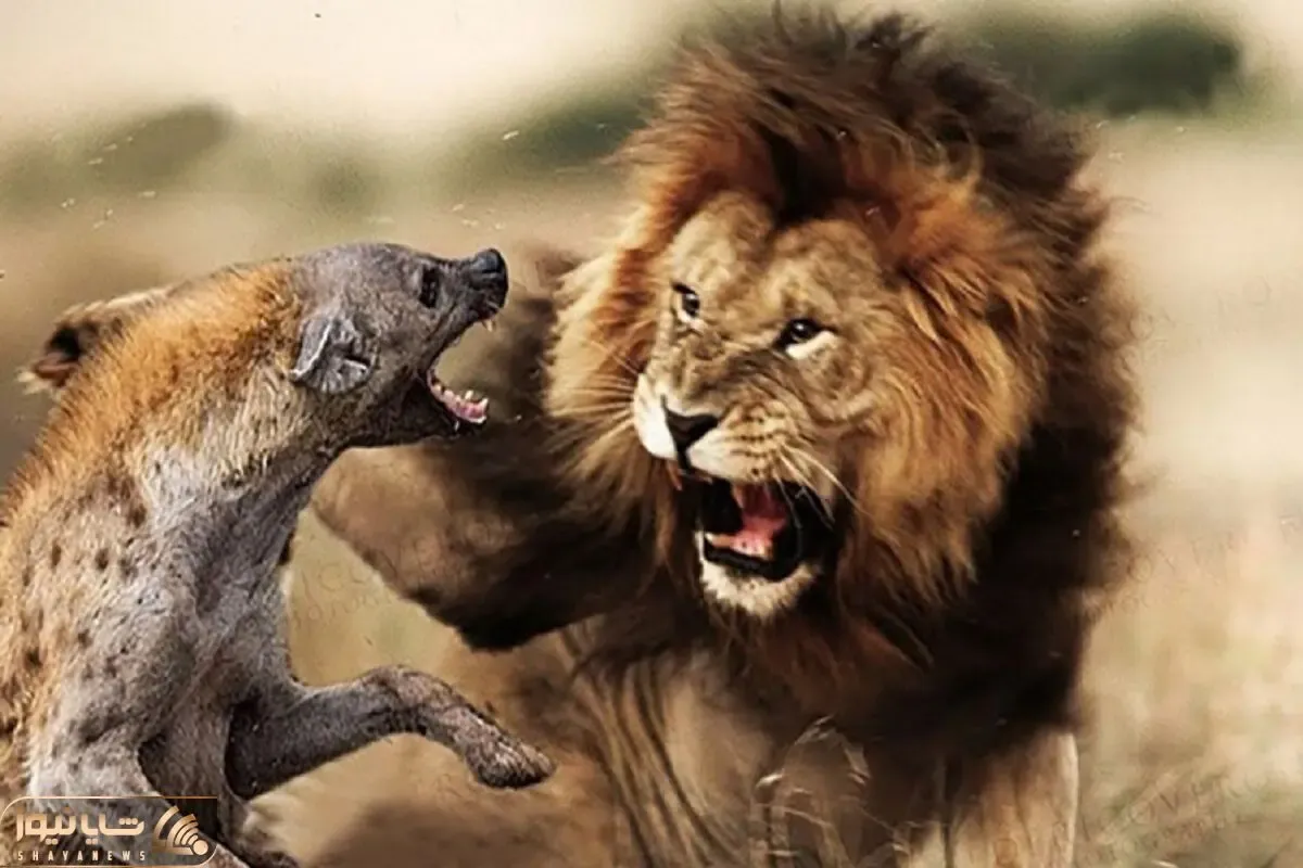 از جذابیت‌های حیات وحش؛ کفتارای لاجون هیبت شیرو که میبینن خودشونو خیس میکنن