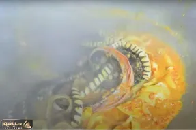 فرآوری مار؛ مار رو تفت میدن و بعد تخم هاش رو می شکونن و به جای سوسیس تخم مرغ می خورن