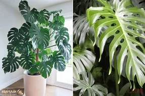 چیکار کنم برگای برگ انجیری پت و پهن شه؟/ ریز که باشن اصلا شکوه و جلال ندارن بنداز بره