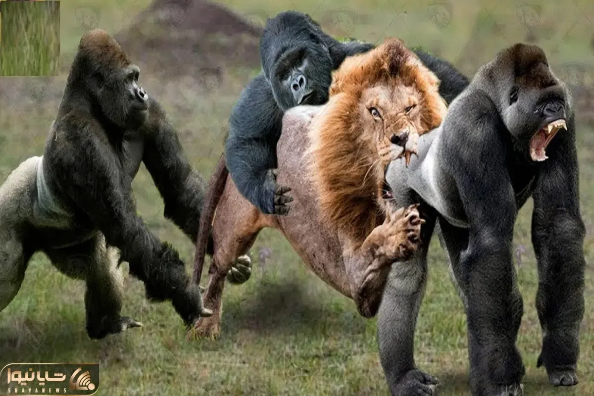 شاهکار حیات وحش؛ شیر سفاک برای رفع گرسنگی به گوریل حمله میکنه یه پاشو جر میده