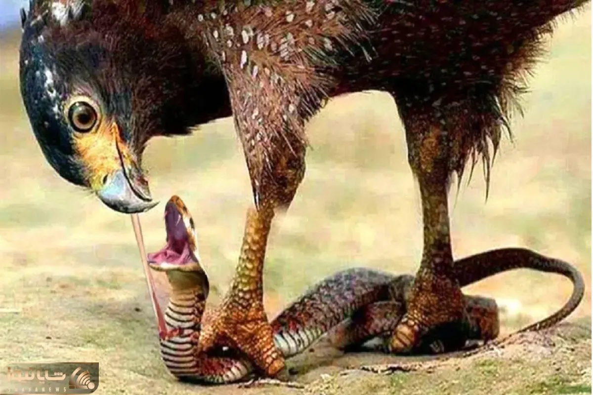 از جذابیت‌های حیات وحش؛ مار به خیالش با جوجه عقابا ناهار و زده به بدن که عقاب سرمیرسه