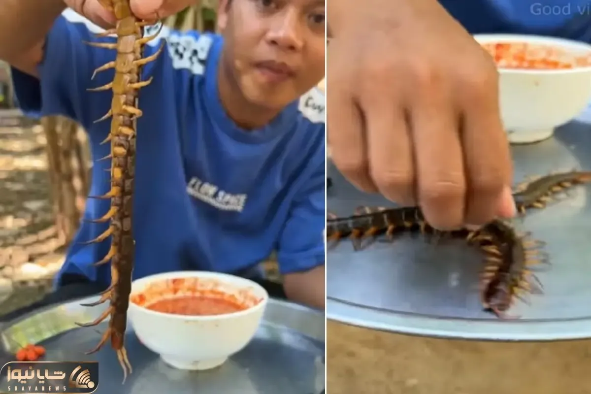 غذای زنده ؛ اگه دل نداری نبین هزارپا رو زنده میخوره/ خودشم میترسه سوسکه اونجا چی میگه
