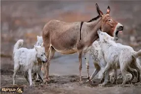 مستند حیات وحش؛ شکارچیان که به قصد شکار، شکار شدند
