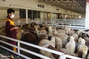 (جدول) قیمت دام زنده امروز ۹ اسفند ۱۴۰۳/ گوسفند زنده در استان همدان گران شد