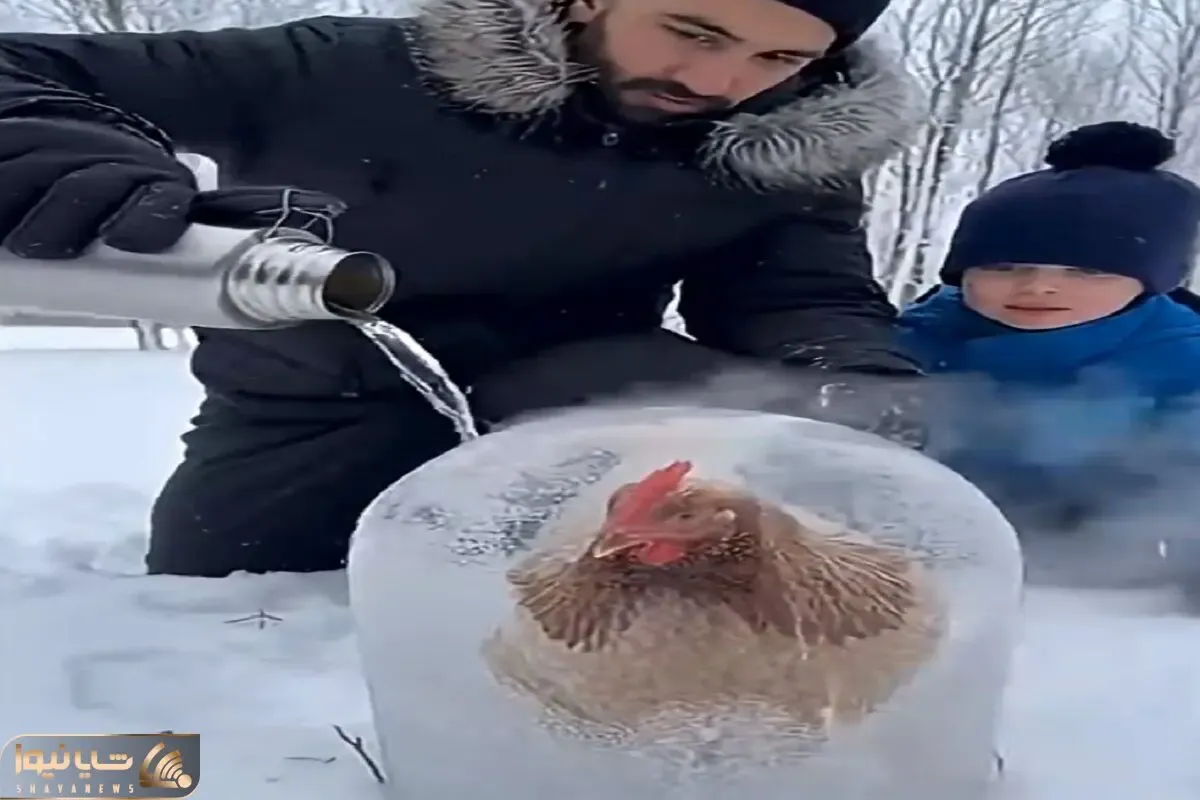 معماری طبیعت؛ مرغ تو برف یخ زده مرده بود آب جوش ریختن روش قُد قٌُدش گرفت