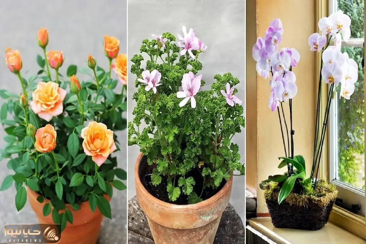 گل هایی که بوی خوب دارن/ تو خونه سیگاری دارید هی دنبالش راه نیفت اسپری بزن اینا جوابه