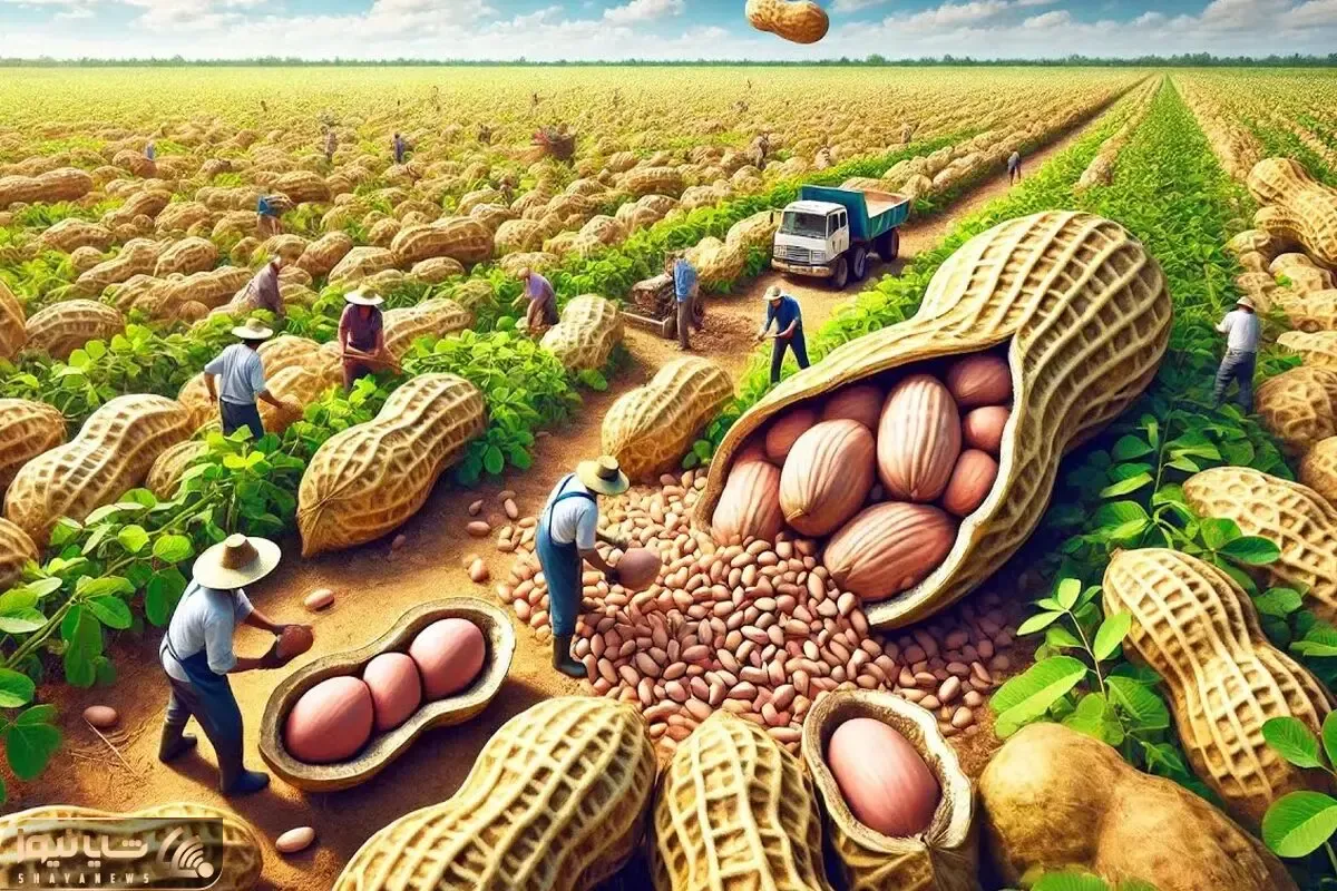 کشاورزی نوین؛ 1000 تن بادوم تو زمین چند 100 هکتاری کاشتن با دستگاههای جدید درو میکنن