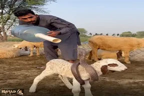 معماری طبیعت؛ مار پیچیده دور بره تصاحبش کنه ولی مرد چوپان باهوشه مالشو پس میگیره
