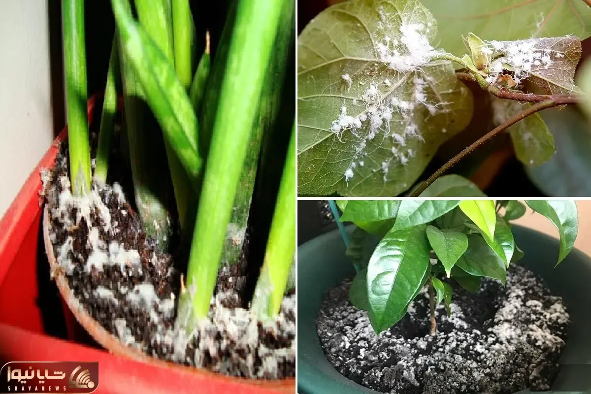 علت سفیدک زدن گیاهان آپارتمانی / گل بینوات رو اینجوری نجات بده آب رو آتیشه این راه حل