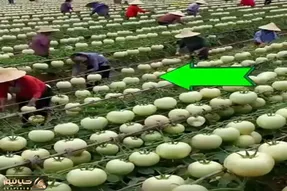 کشاورزی نوین؛ با دستکاری بذر مزرعه گوجه فرنگی زدن هنوز کالن قد هندونه ان برسن چی میشن
