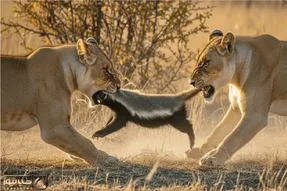 مستند حیات وحش؛ ستیز سبعانه شیرها برای تصاحب جسم گورکن عسل خوار