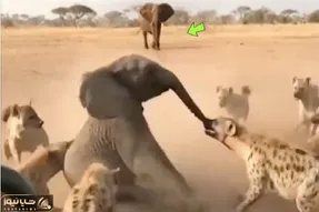 مستند حیات وحش / جدال نفسگیر فیل در حلقه شیر و کفتارها برای ادامه بقا