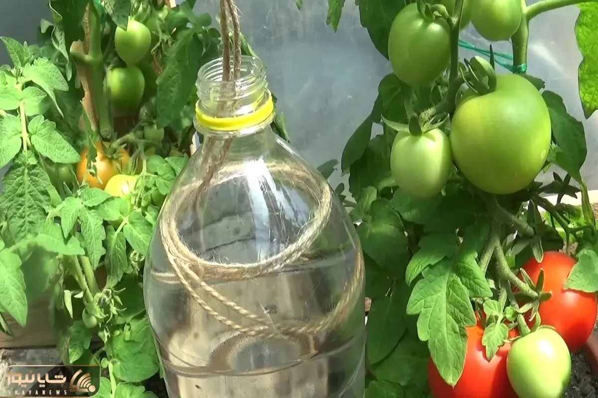 ایده های خلاقانه؛ آبیاری قطره ای با بطری پلاستیکی دوغ و یه طناب ساده بدون هزینه