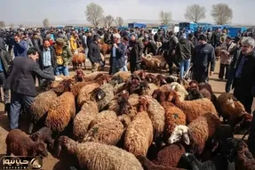 قیمت دام زنده امروز ۱۱ مرداد ۱۴۰۴